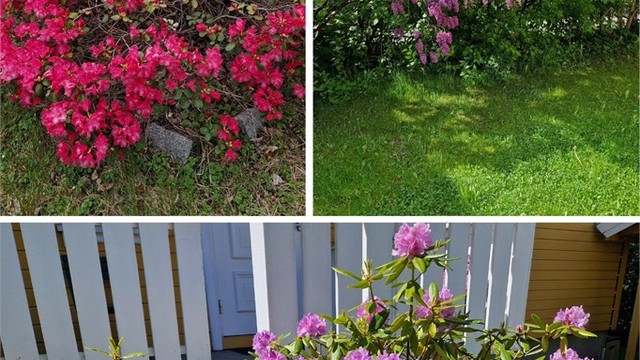 Selgers bilder av hagen