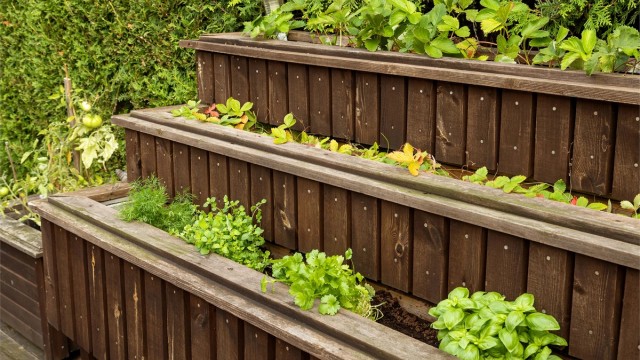 Her er det rikelig med plass for dyrking i plantekasser.