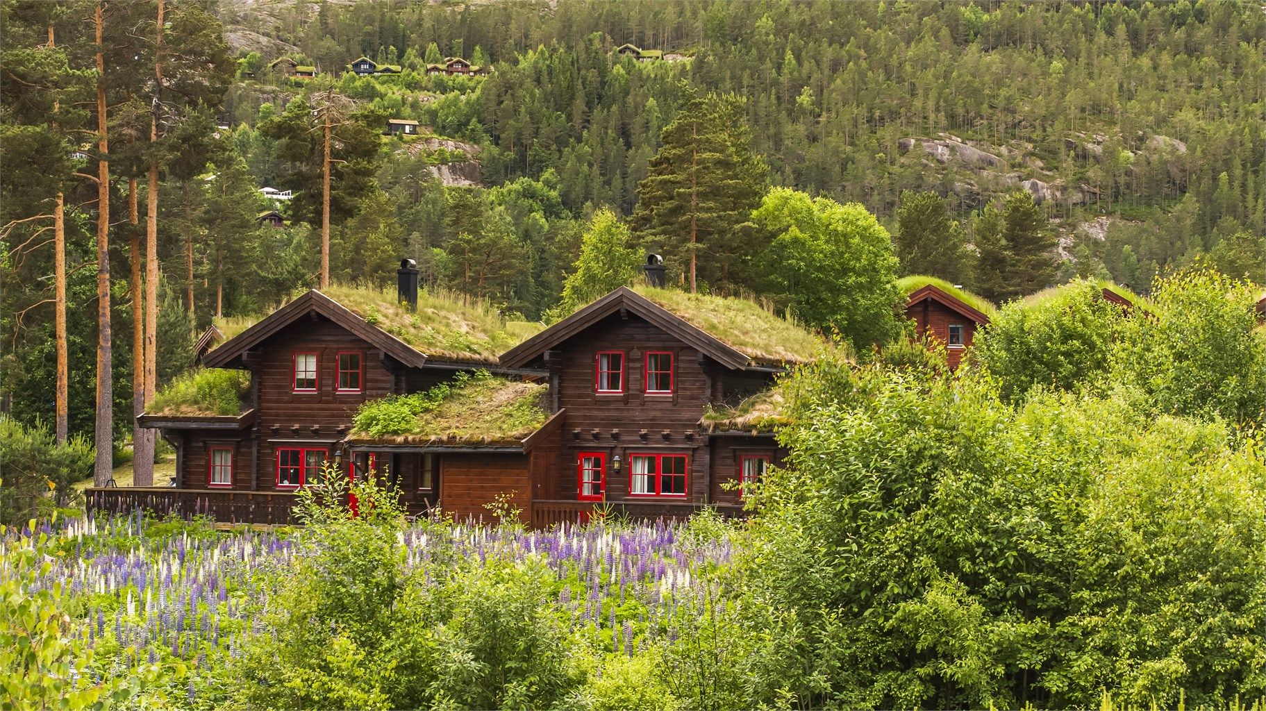 Hytta ligger vakkert til, omgitt av blomstrende lupiner om sommeren.