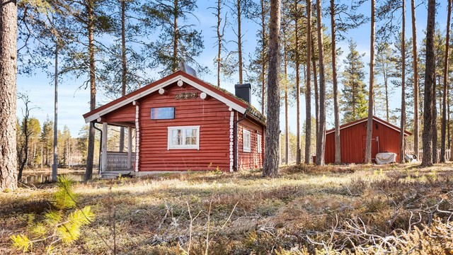 Hytta ligger usjenert til, omgitt av høyreist furuskog.