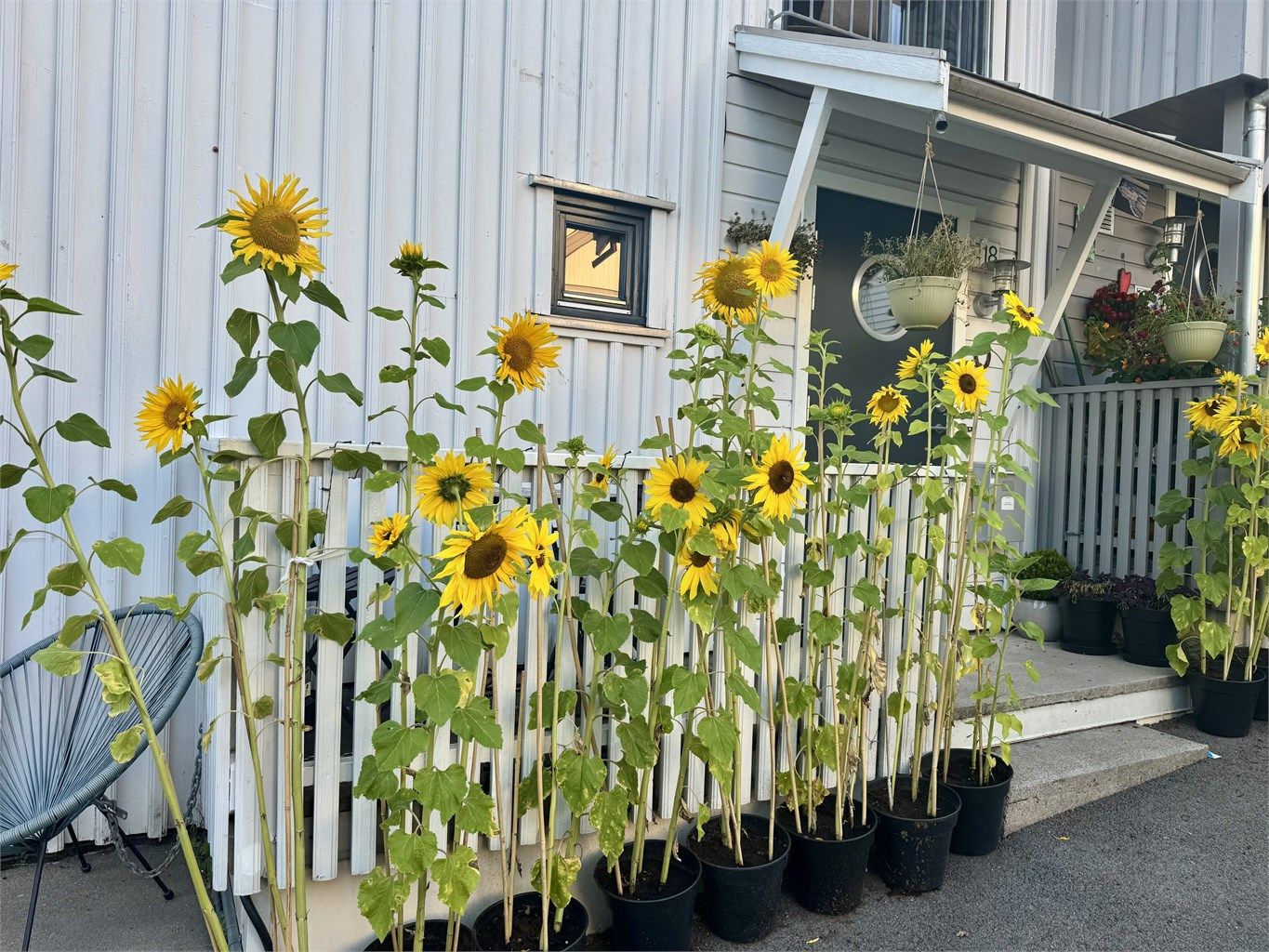 Blomstrende inngangsparti