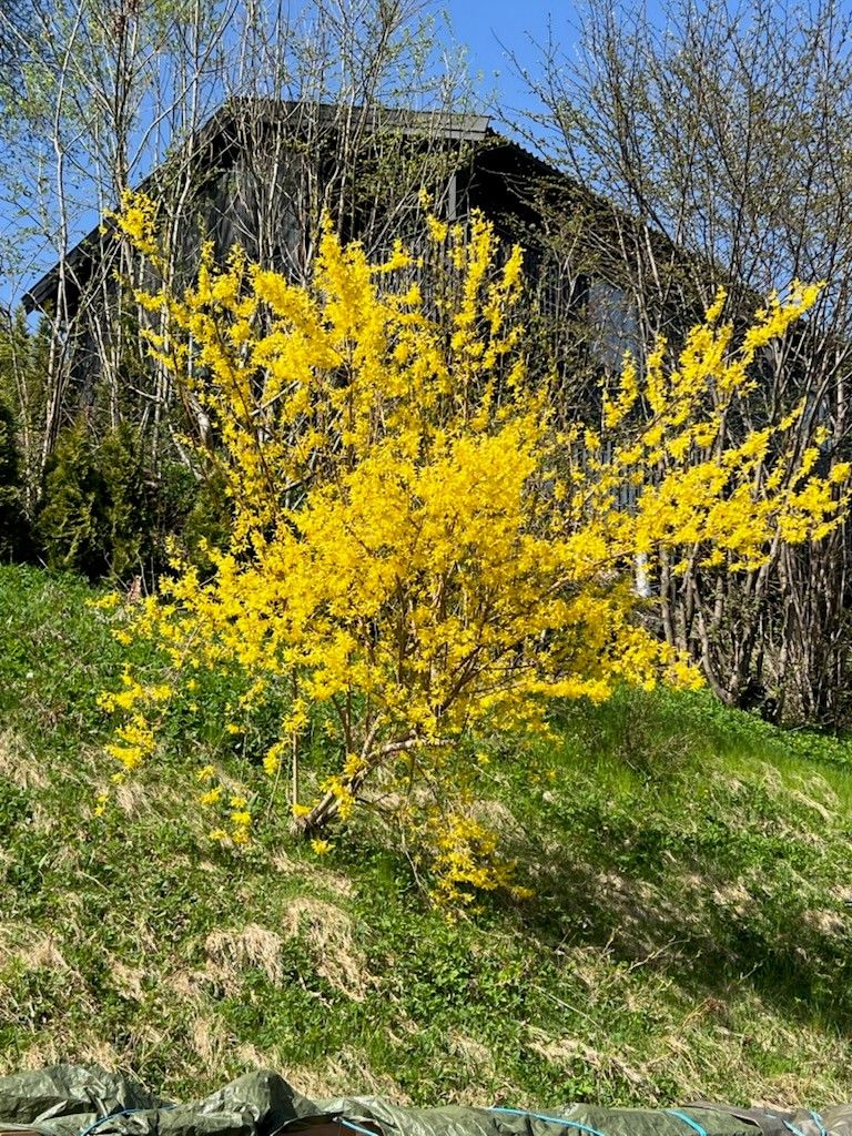 Bilde tatt av selger.