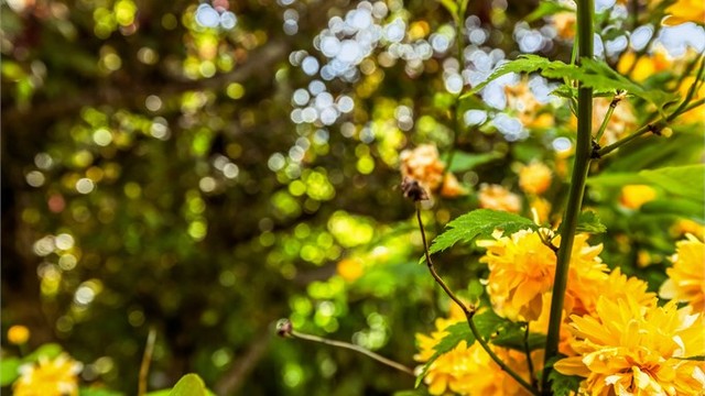 Hyggelig hage med variert beplantning.