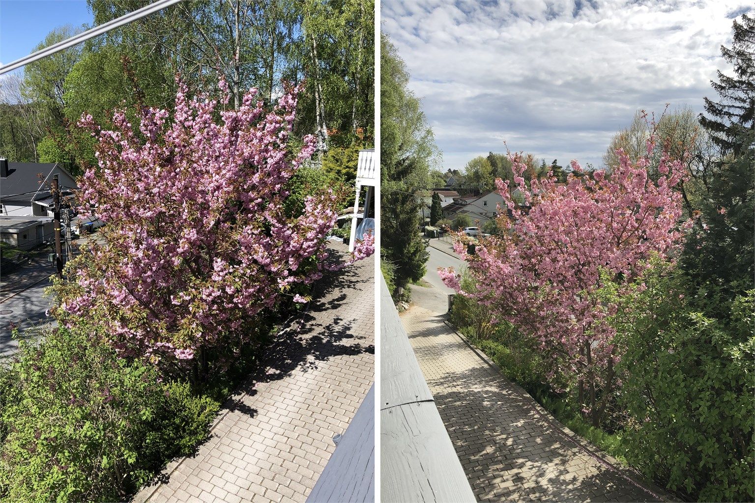 I den veletablerte hagen vokser vakre prydbusker. Bildet er tatt sommeren 2025.