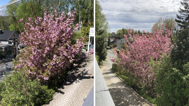I den veletablerte hagen vokser vakre prydbusker. Bildet er tatt sommeren 2025.