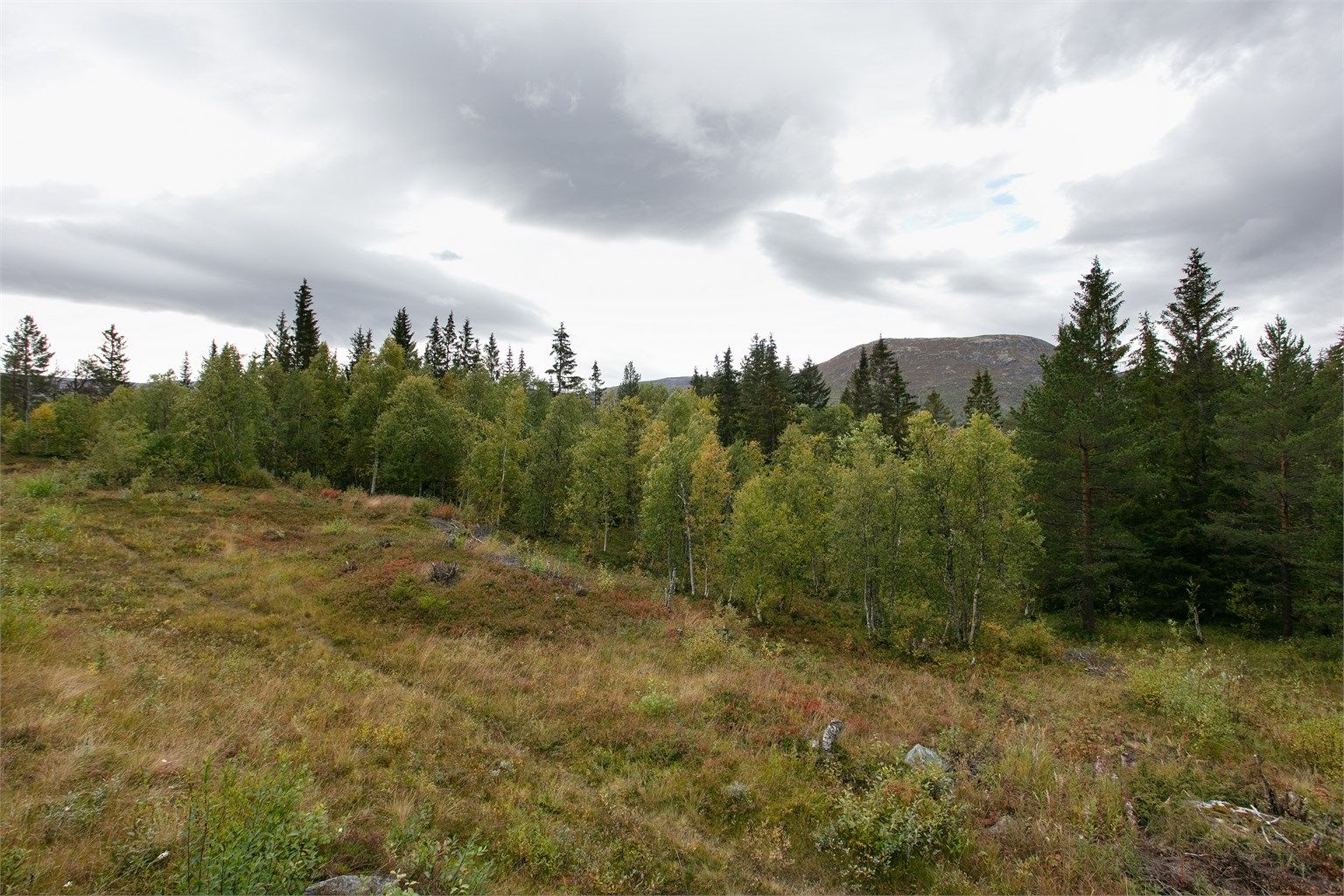 Kort vei til oppkjørte langrennsløyper og flotte turmuligheter på Bjorli.