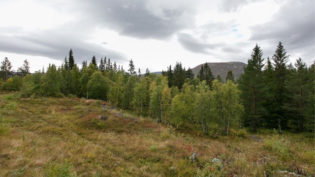 Kort vei til oppkjørte langrennsløyper og flotte turmuligheter på Bjorli.