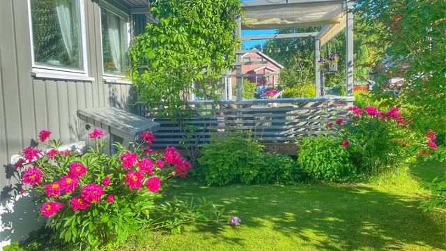 Selgers bilde fra sommer når blomert er i full flor