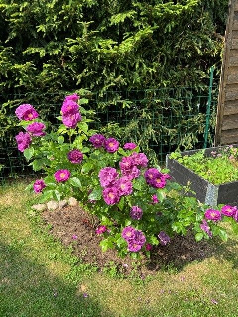 Beplanting - Selgers bilde.