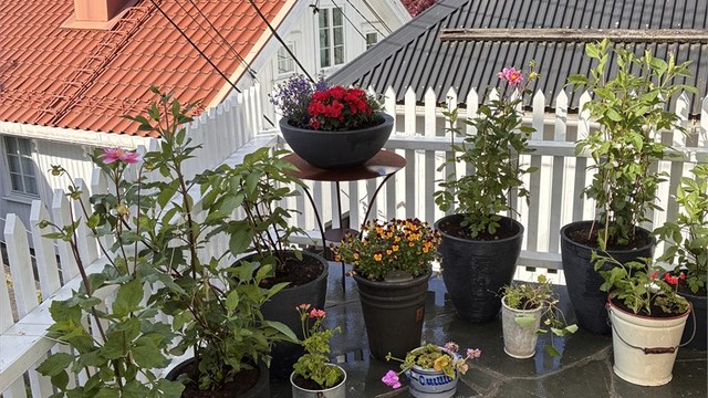 Koselig uteplass til huset.