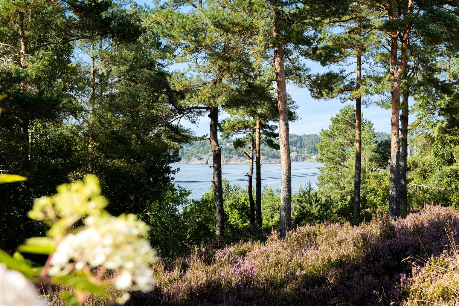 Sjøutsikt skinner frem mellom trærne.