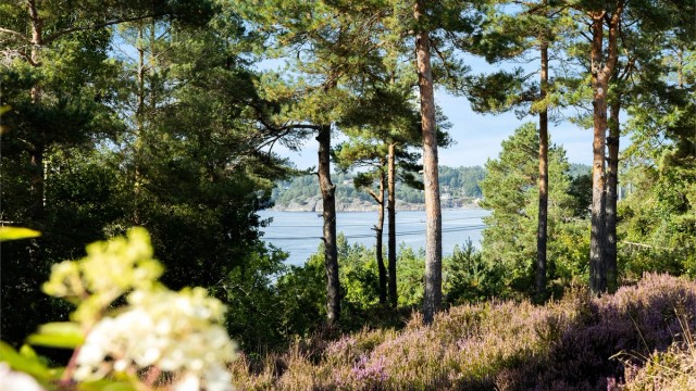 Sjøutsikt skinner frem mellom trærne.