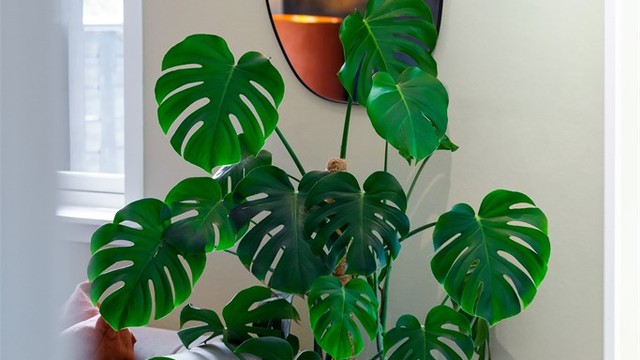 Detaljer som skaper en helhetlig stil.