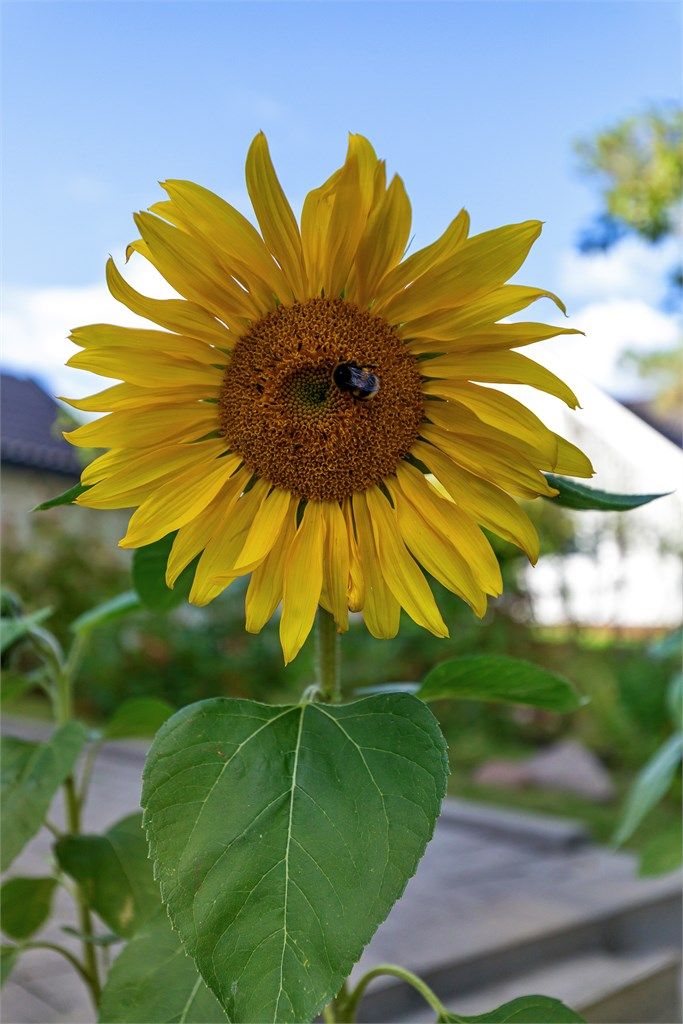 Hagen er beplantet med varierte blomster og vekster som skaper et frodig uterom.