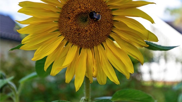 Hagen er beplantet med varierte blomster og vekster som skaper et frodig uterom.