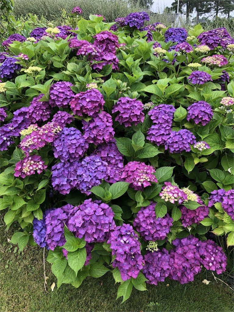 Sommerbilde