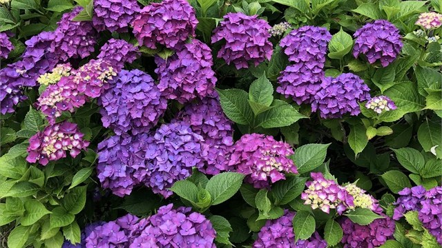 Sommerbilde