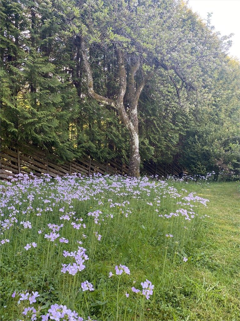 Selger sommerbilde 