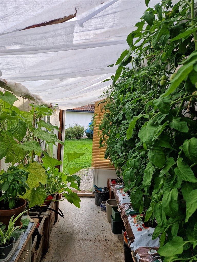 Veksthuset i sesong. (Bilde fra selger)