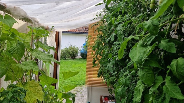 Veksthuset i sesong. (Bilde fra selger)