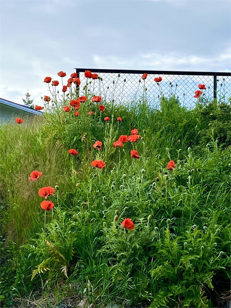 Frodige beplantninger pryder hagen og bidrar til en hyggelig atmosfære.