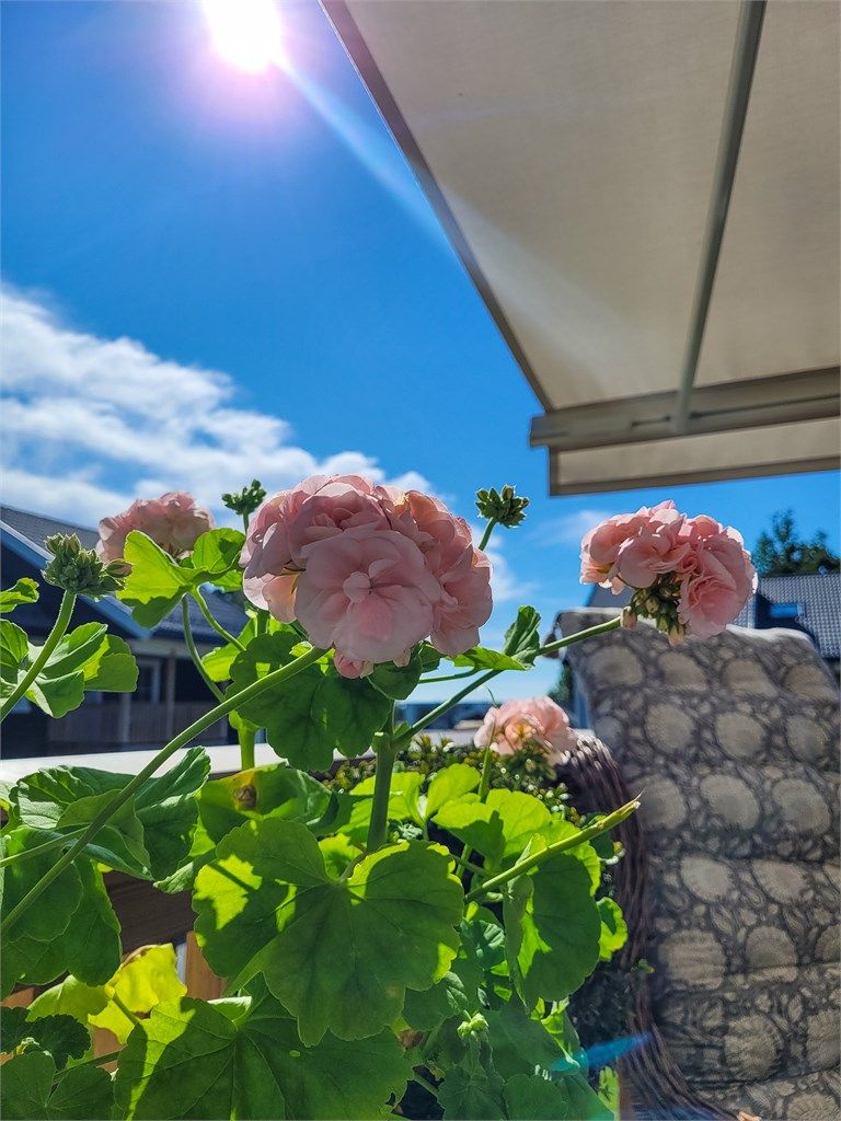 Sommerbilder. (Private bilder)