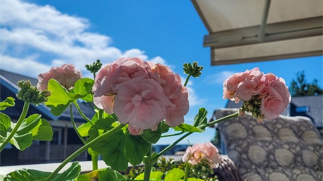 Sommerbilder. (Private bilder)