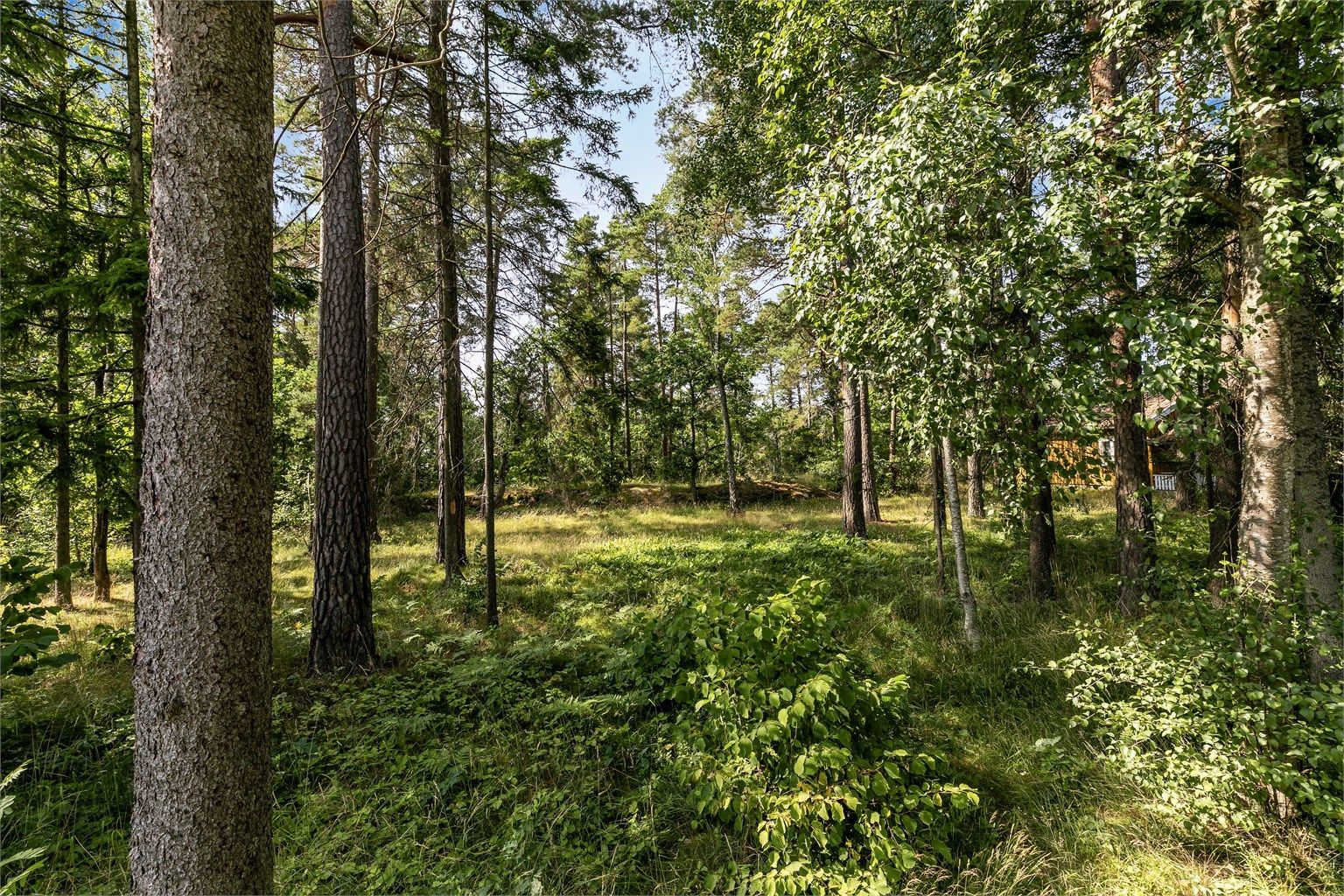 Naturtomt med skogbunn og velvoksne trær.