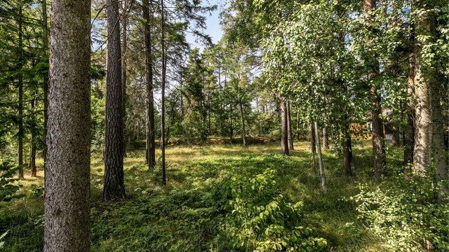 Naturtomt med skogbunn og velvoksne trær.