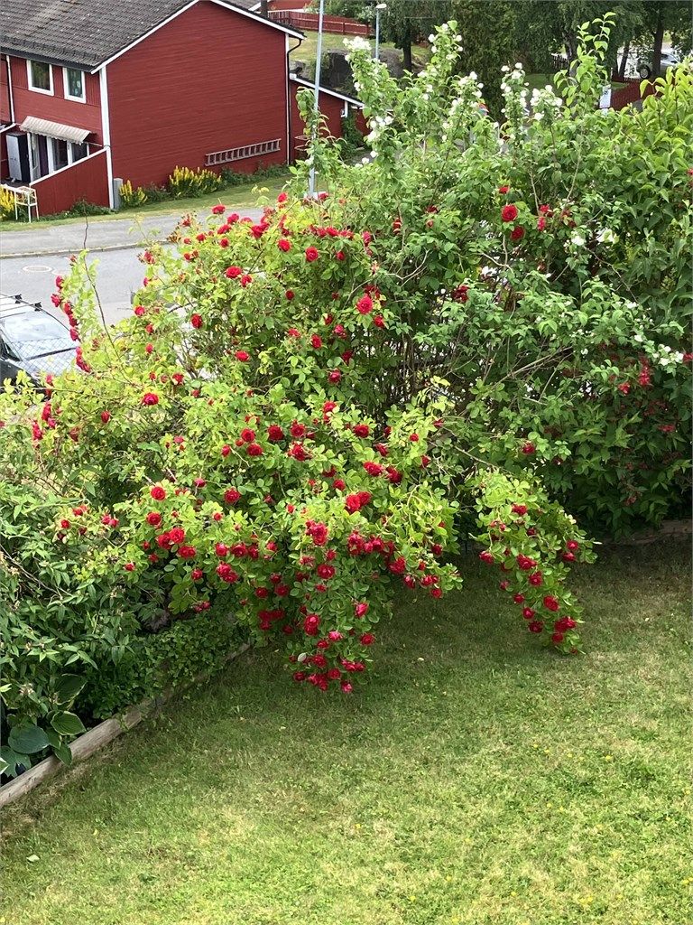 Selgers egne sommerbilder