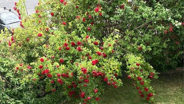 Selgers egne sommerbilder