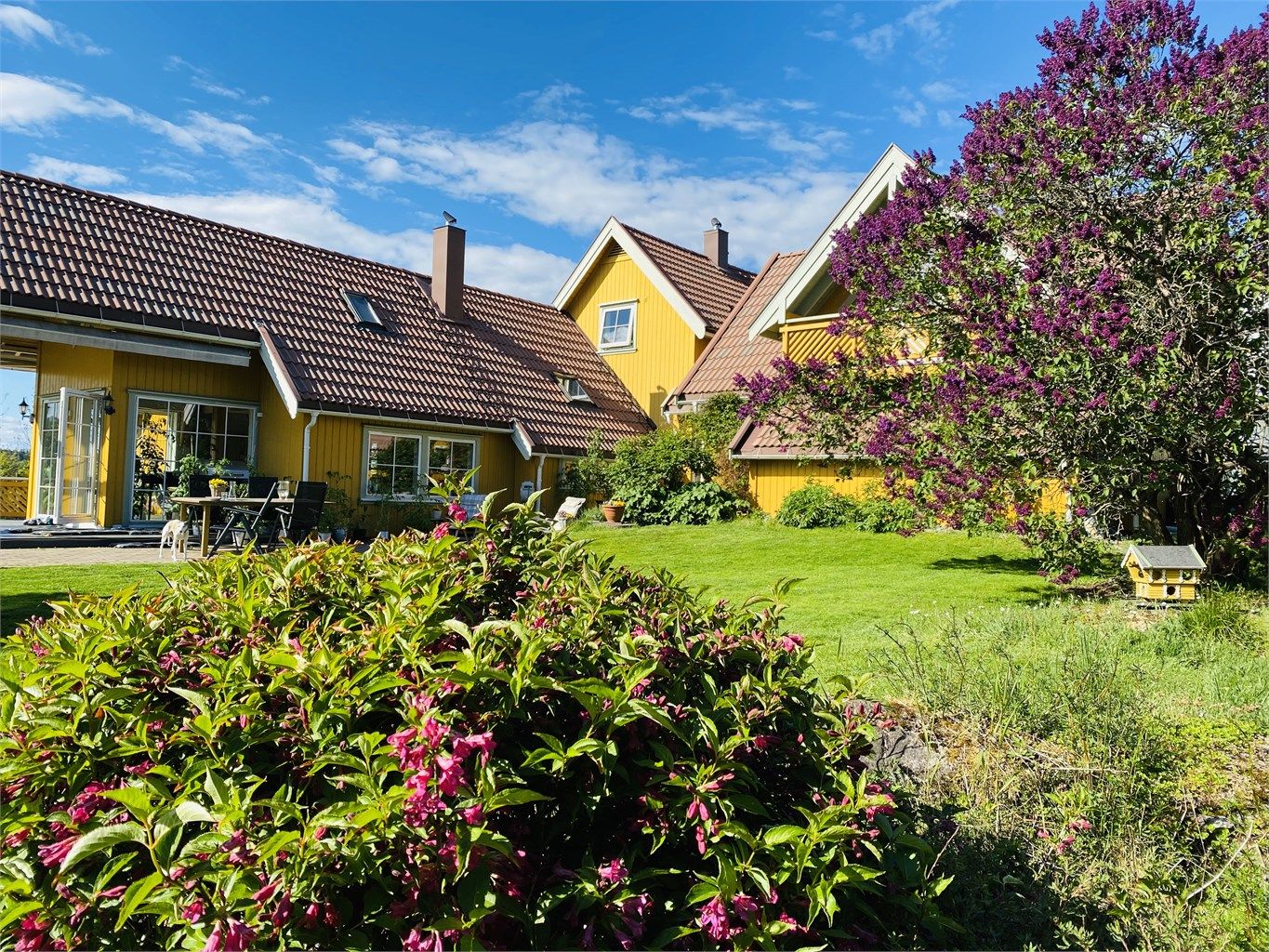 Selgers sommerbilde