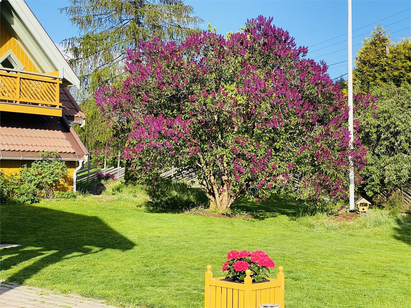 Selgers sommerbilde