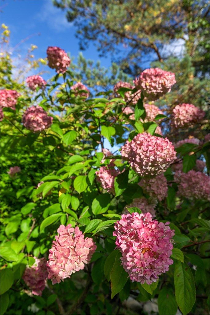 Flotte blomsterbed og velholdt vegetasjon rammer inn eiendommen.