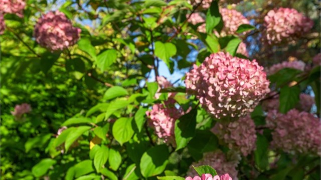 Flotte blomsterbed og velholdt vegetasjon rammer inn eiendommen.