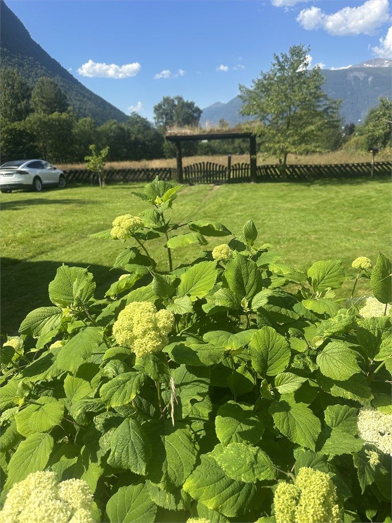 Tomten er opparbeidet med plen og beplantning.