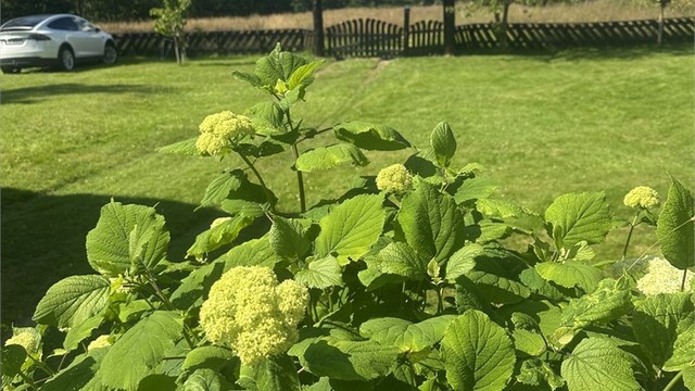 Tomten er opparbeidet med plen og beplantning.