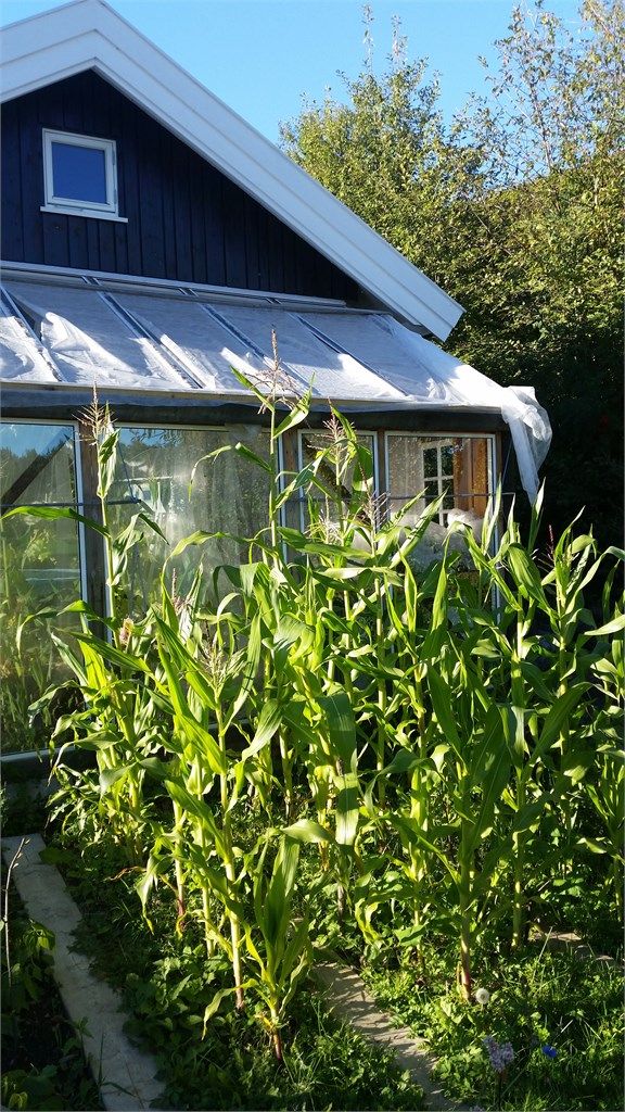 Maisplanter utenfor veksthuset. (Bilde fra selger)