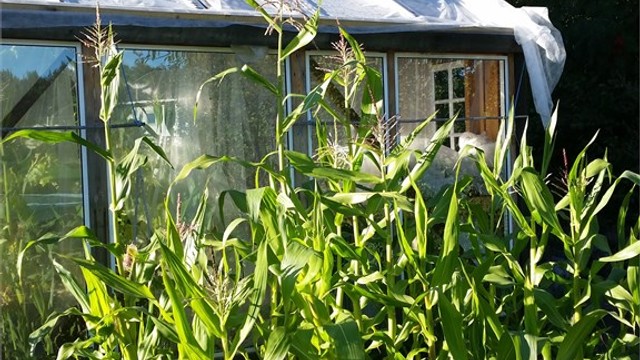 Maisplanter utenfor veksthuset. (Bilde fra selger)