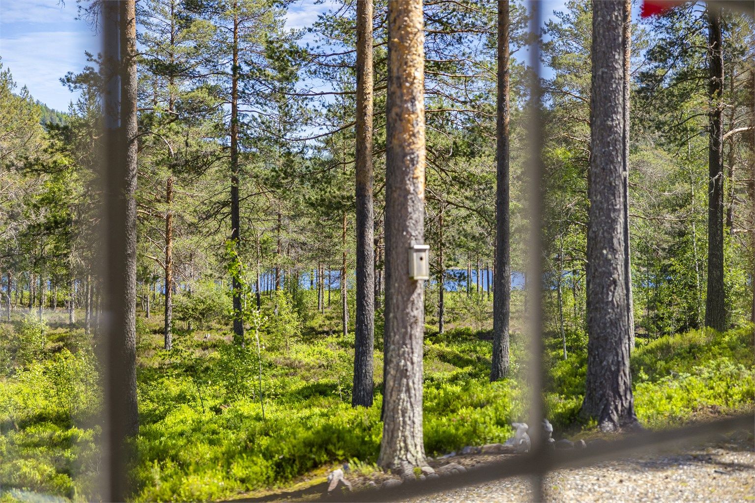 Fra hytta er det utsyn mot skogsterrenget.