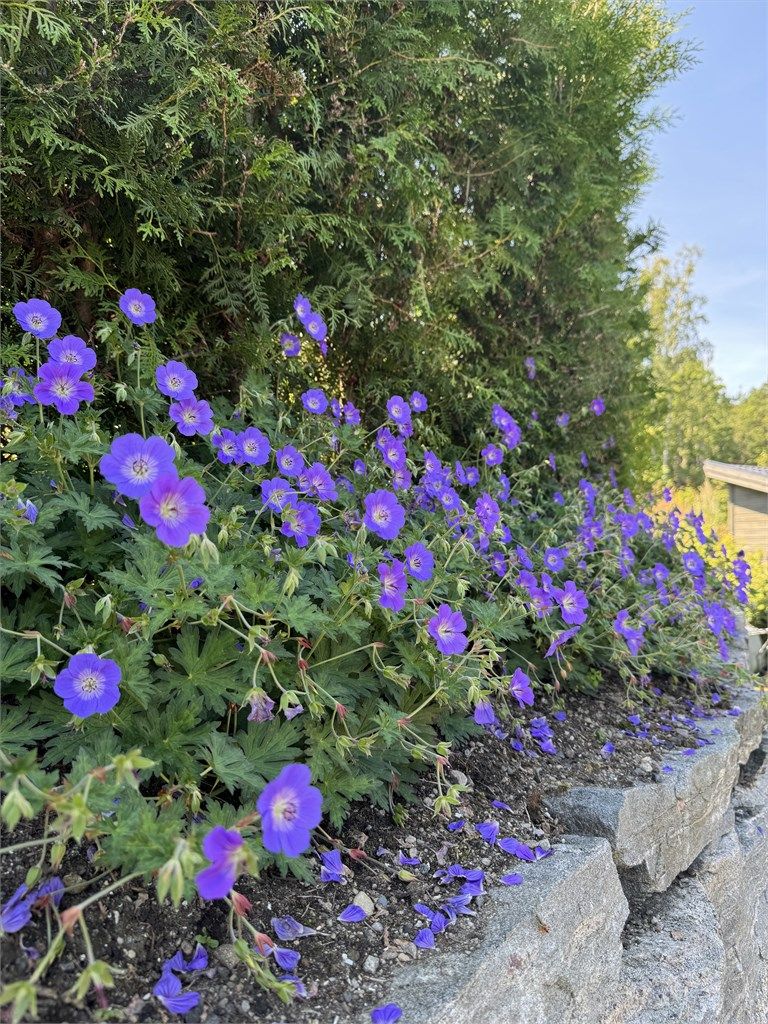 Detaljer fra den fargerike og varierte beplantningen.