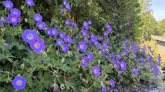 Detaljer fra den fargerike og varierte beplantningen.