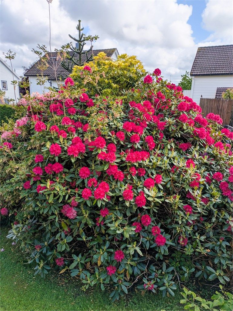 Rhododendron i full blomst.