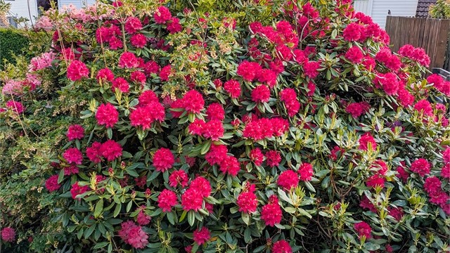 Rhododendron i full blomst.