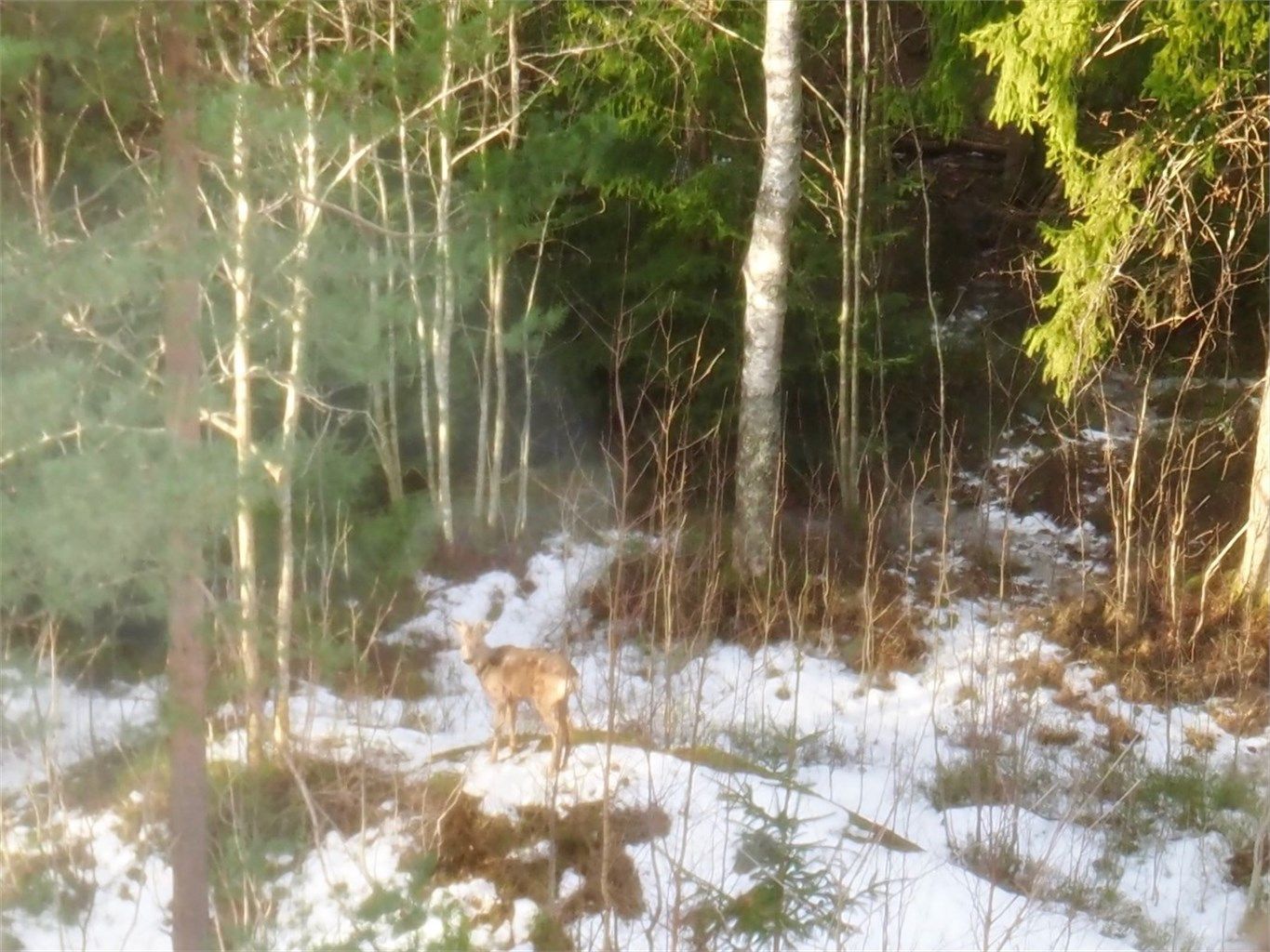 Rådyr i hagen ...også vinterstid...