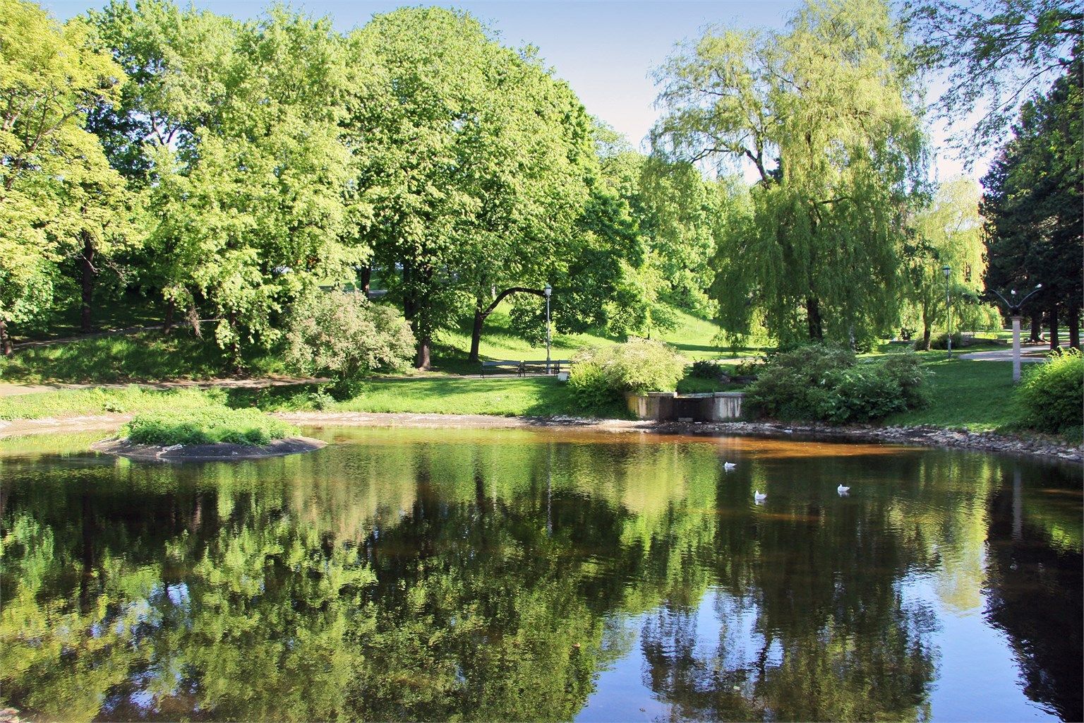 Sommerbilde av svanedammen 