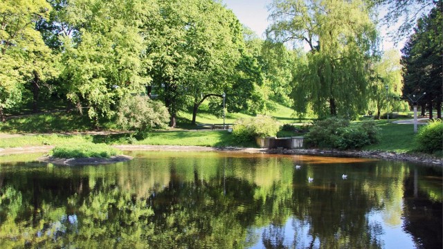 Sommerbilde av svanedammen