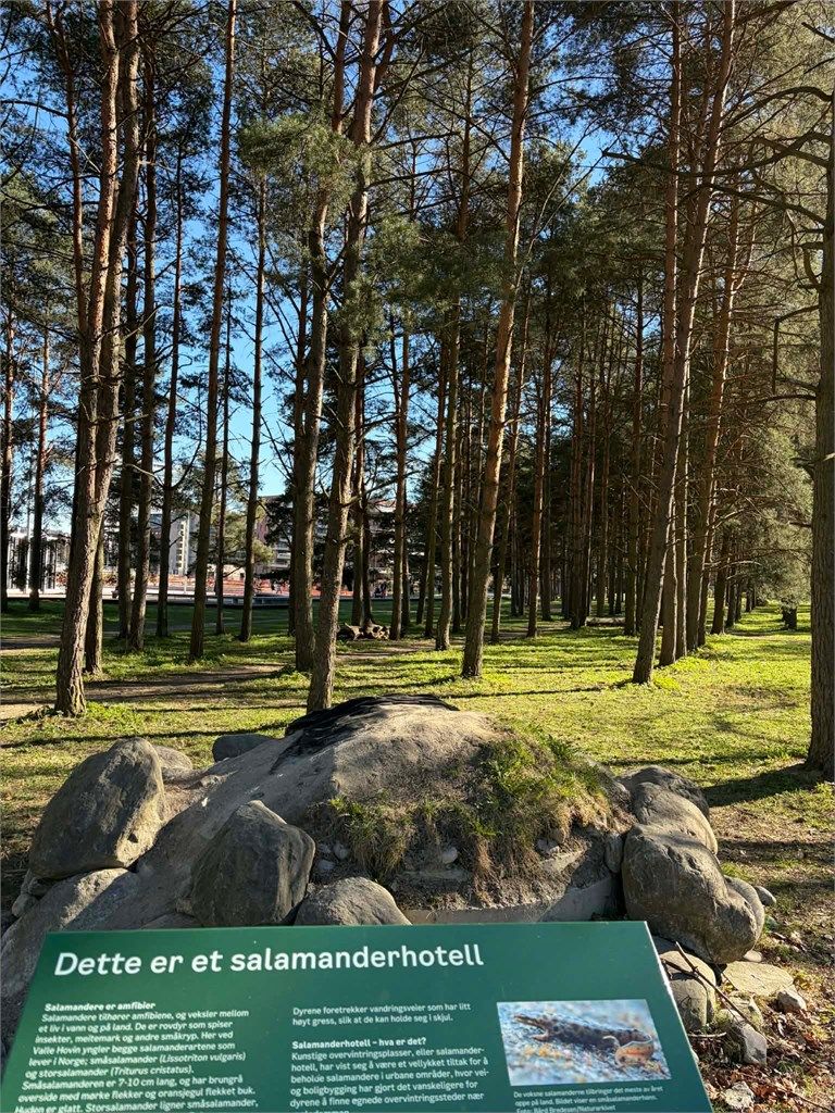 Salamanderskogen rett uten for blokken.