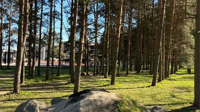 Salamanderskogen rett uten for blokken.