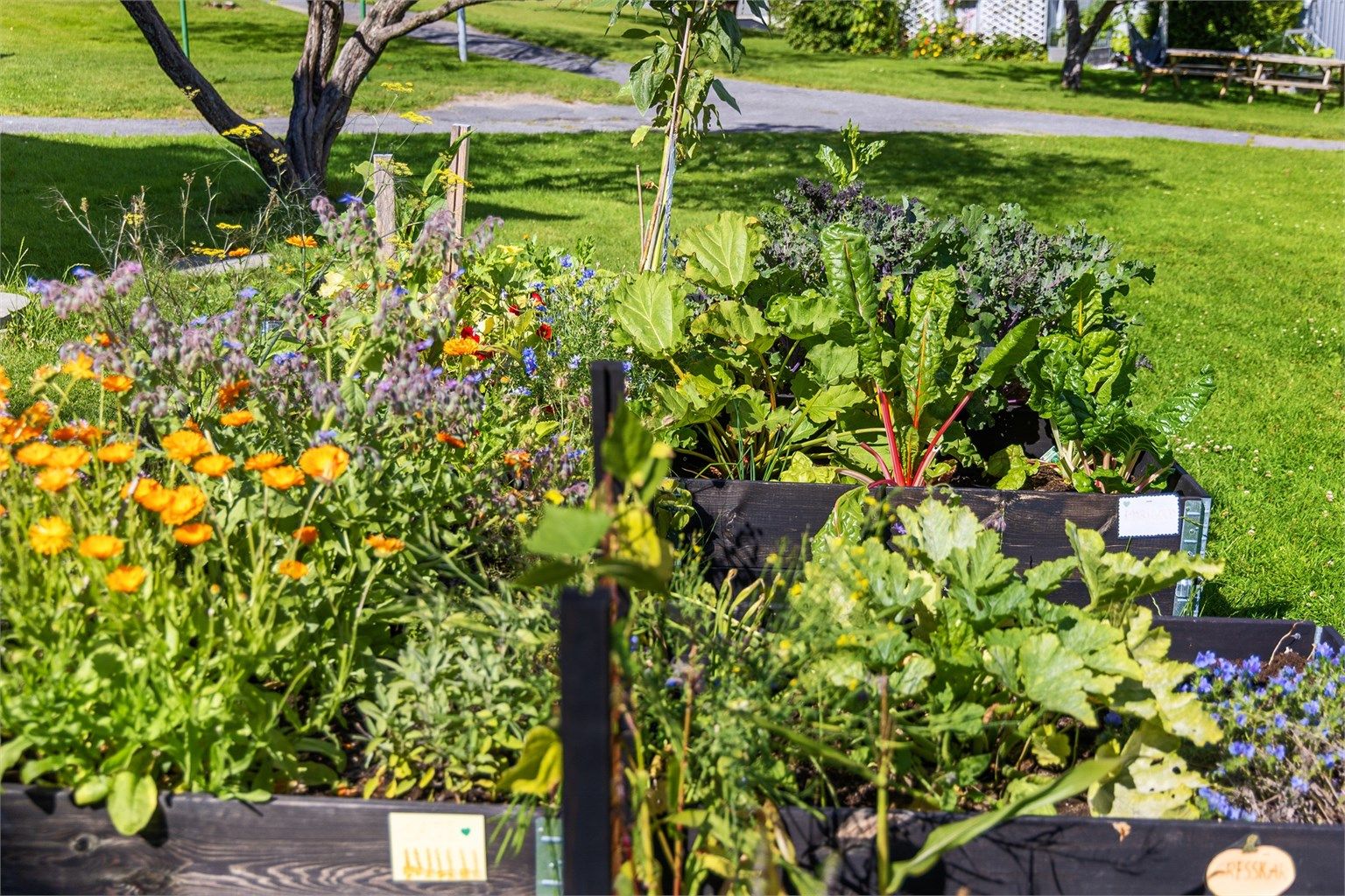 Store pallekarmer med vekster